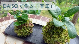 100均でここまでできる！苔玉づくり｜Easy Kokedama DIY with Daiso Items