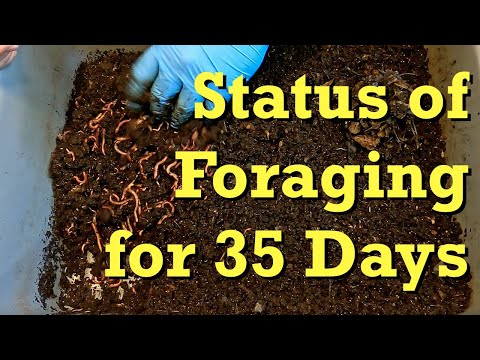 131-day old foraging bin at day 35 since last feeding - worm farm vermicomposting
