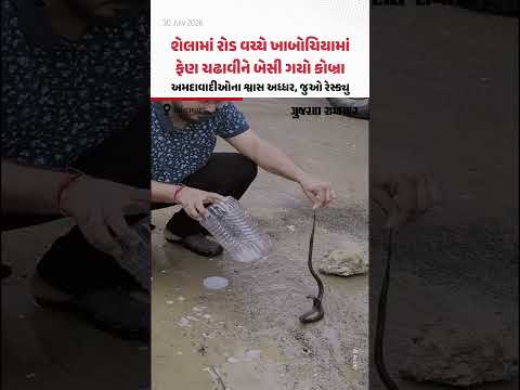 શેલામાં રોડ વચ્ચે ખાબોચિયામાં ફેણ ચઢાવીને બેસી ગયો કોબ્રા, અમદાવાદીઓના શ્વાસ અધ્ધર શેલામાં રોડ વચ્ચે ખાબોચિયામાં ફેણ ચઢાવીને બેસી ગયો કોબ્રા, અમદાવાદીઓના શ્વાસ અધ્ધર