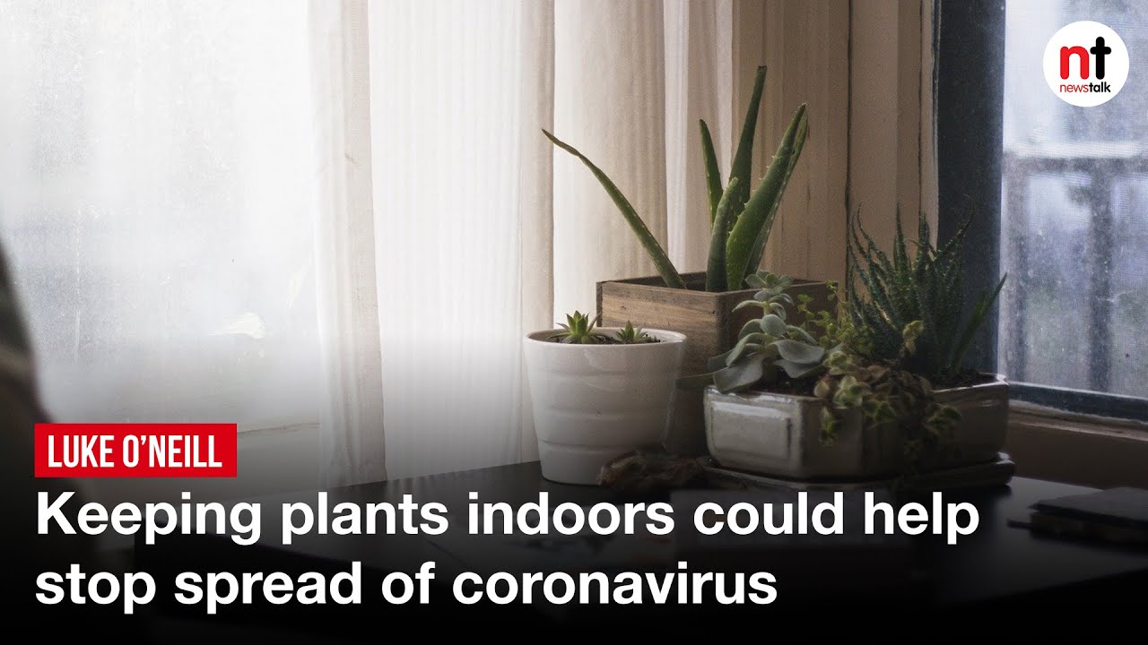 Keeping plants indoors could help stop spread of coronavirus - Luke O'Neill