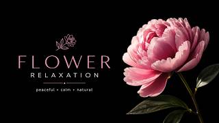 Download lagu Flower Relaxation 4K 🌸 Peaceful Nature, Beautiful Flowers & Calming Music for Stress Relief mp3