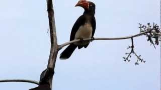 preview picture of video 'Hornbill birds near Shimoni, Kenya'