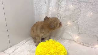 ハーフ犬の動画01