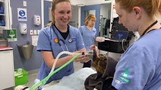 A day in the life with Massey University Wildlife Technician Cailin Murray