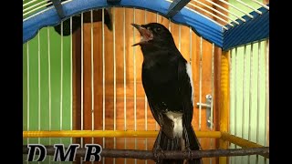 Download lagu Pancingan untuk decu NGERIWIK agar GACOR NGEPLONG mp3