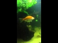 Dumb fish