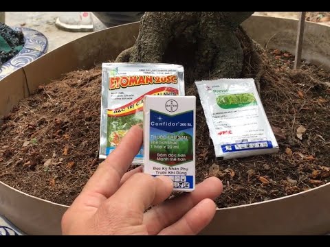 Phun phòng trừ bọ trĩ đầu năm cho cây mai vàng