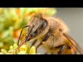 Как живут пчелы? Все о пчелах