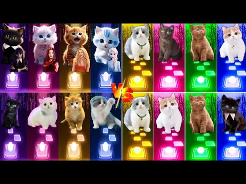 📹 ALL CUTE CATS PT.5 - IMAGINE DRAGONS ENEMY - JISOO FLOWER   SHAKIRA WAKA WAKA - LISA MONEY