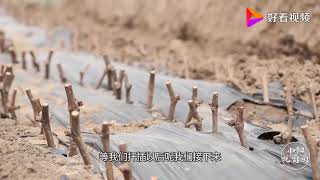 葡萄的硬枝扦插该怎么操作？农村小伙细致讲述步骤！