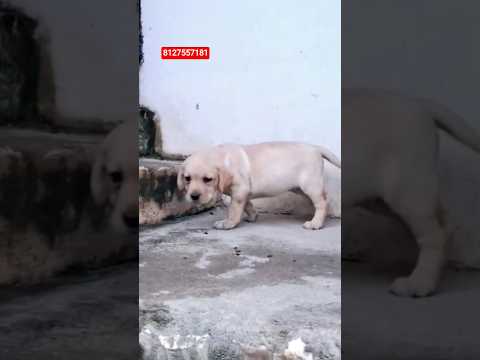 #music #pets #puppy #cute