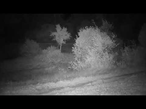 Djuma: Two Hyenas together sniffing around on a mission - 02:00 - 07/08/2023