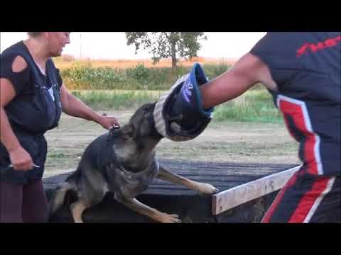 Chipi Zde-Sko - 11 months