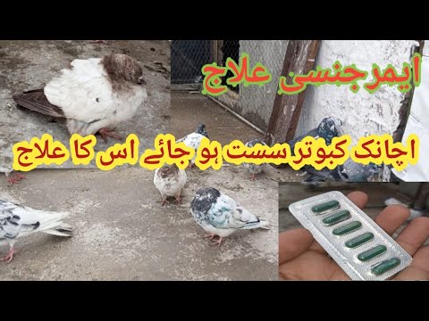 Kabootar Sust Ho Jaya To Us Ka Emergency Ilaj || kabootar ko sardi lag Jay us ka Ilaj