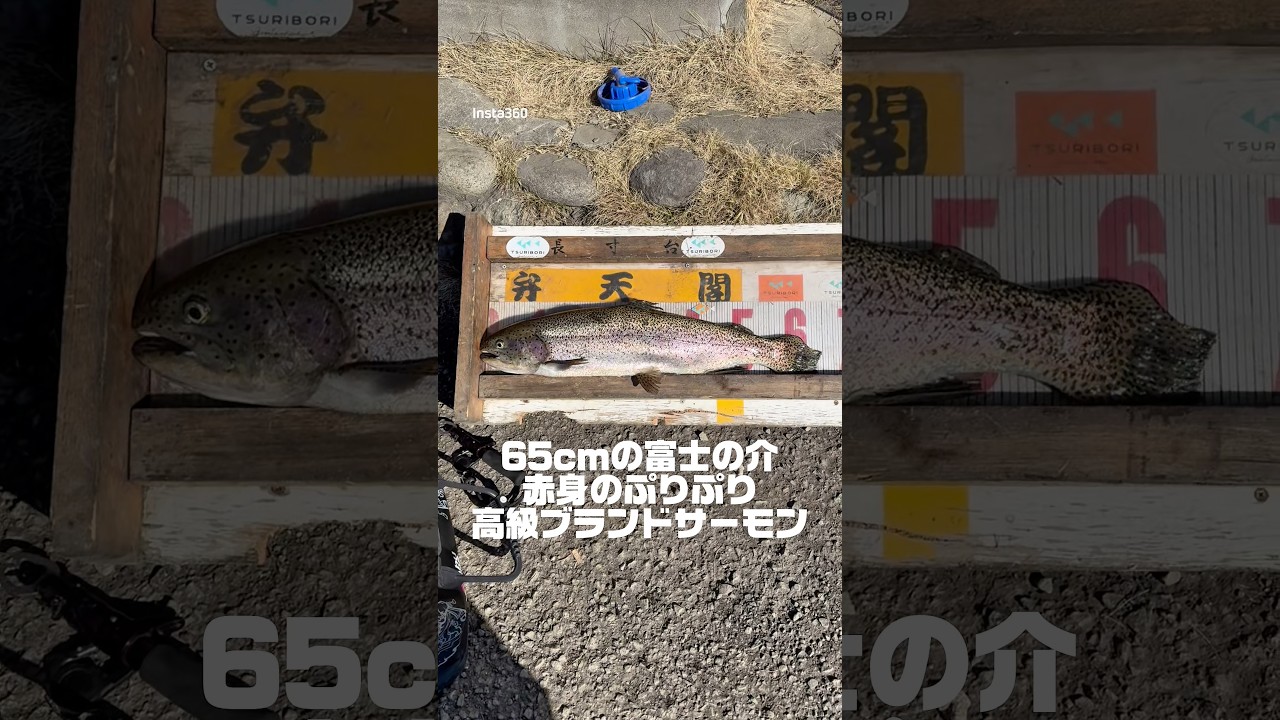 釣りVlog 埼玉県　弁天閣でトラウト釣り #トラウトフィッシング