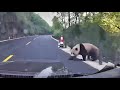 What is it like meeting a wild panda on the way to work?