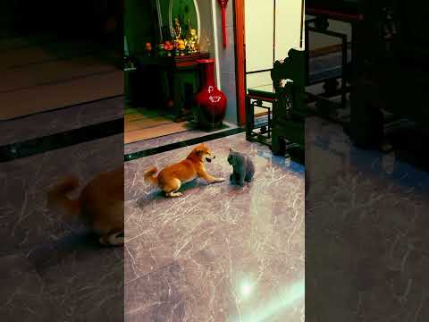 Cat and Dog funny funny fight #funny #shortsfeed #shorts