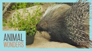 How To Keep Them Happy - Porcupine, Lizard, Skunk! by Animal Wonders