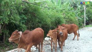 Đẩy mạnh thụ tinh nhân tạo trong chăn nuôi