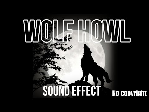 Wolf howl sound effect | night wolf sound | no copyright | free