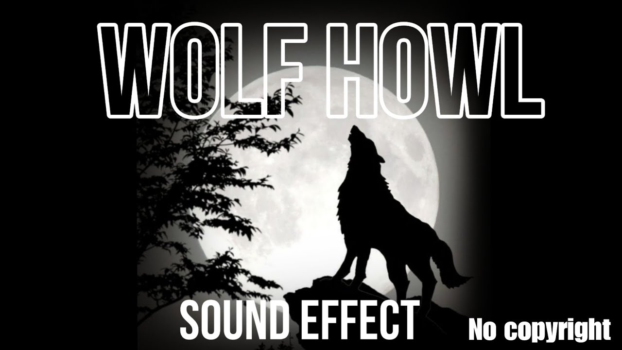 Wolf howl sound effect | night wolf sound | no copyright | free