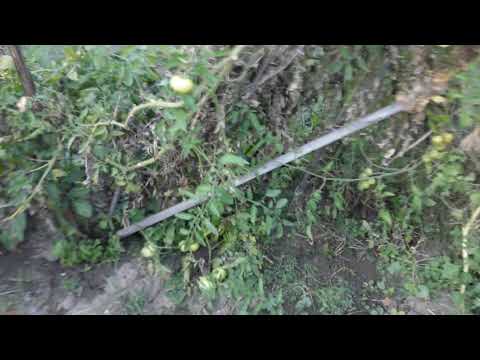 Ferma Gradina BIO Ep. 38