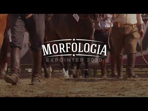 Morfologia Expointer 2020: assista nossa transmissão ao vivo