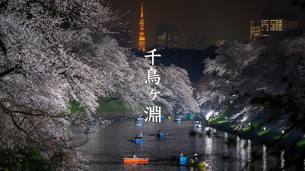 Chidorigafuchi Cherry Blossoms by Night