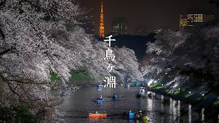 Chidorigafuchi Cherry Blossoms by Night video preview