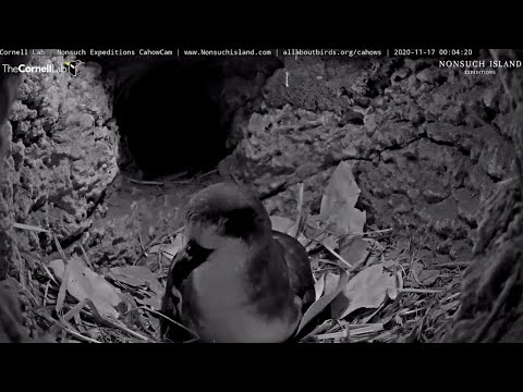 Bermuda Petrel Visits Cahow Cam Nesting Burrow | Nonsuch Expeditions | Cornell Lab – Nov. 17, 2020
