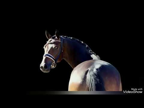 Dressage prospect for sale in Germany! Oldenburg mare, *2018, by Deparon - Vivaldi