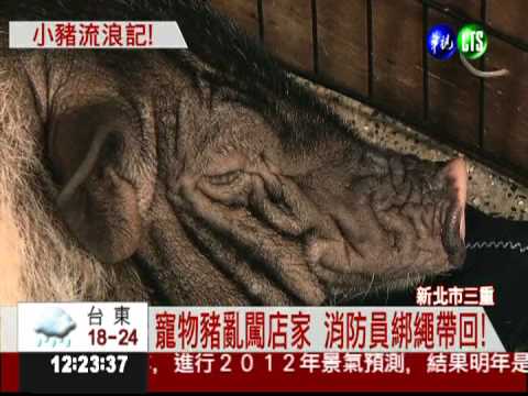 太餓了! 寵物豬闖藥妝店"覓食"