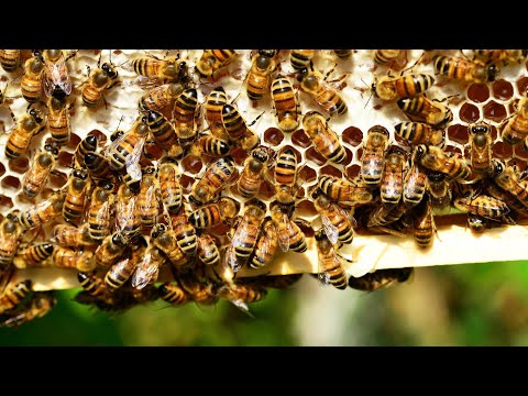 Criação de ABELHAS e produção de MEL em Luzinópolis Tocantins..