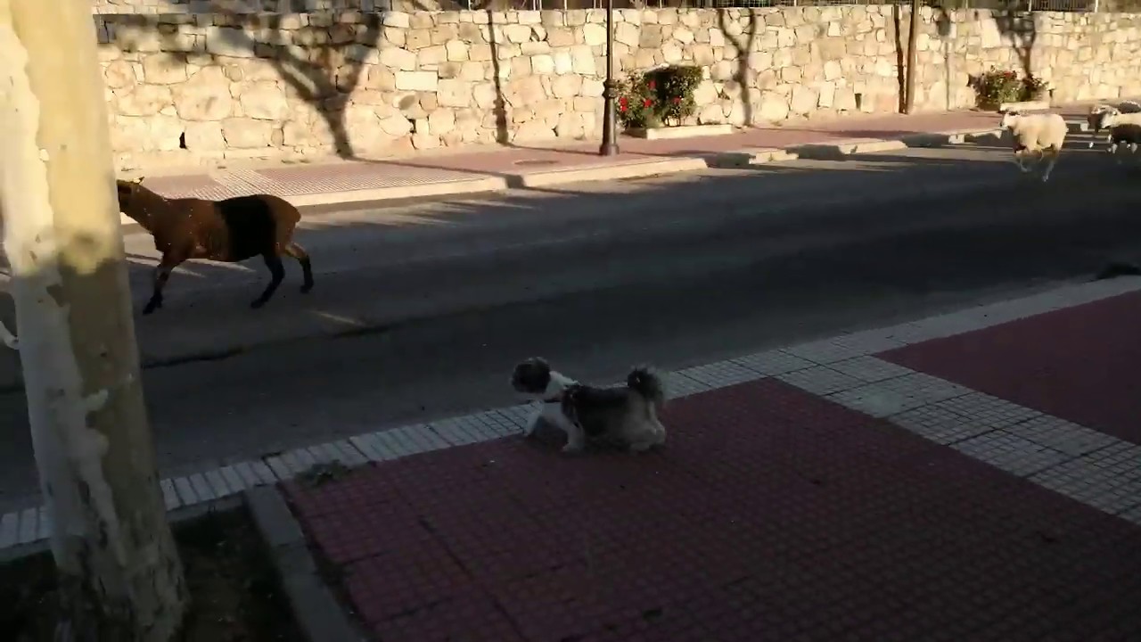 COSAS DE PUEBLO-BECERRIL DE LA SIERRA