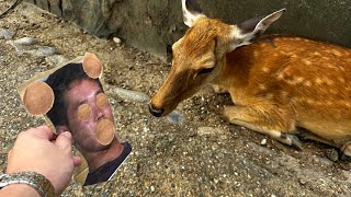 奈良公園のシカ vs 野獣先輩？
