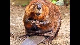 We Are The Beaver - Arrogant Worms