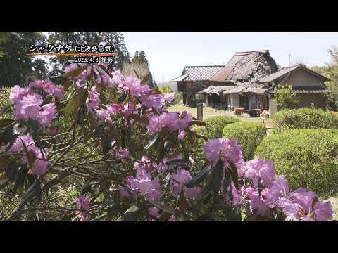 【佐賀県唐津市の風景：4K映像】志気シャクナゲ[北波多志気](令和5年4月8日撮影）