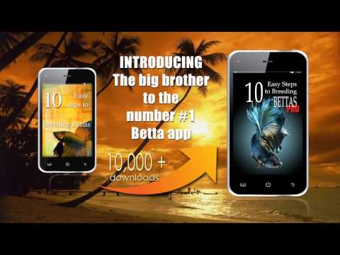 Bettas - 10 Easy Steps Breeding PRO Video