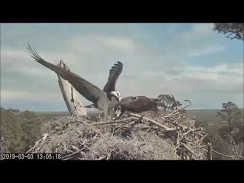 Lunch fish for Scarlett, not so tiny ~ ©CornellLabs, Savannah Ospreys