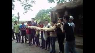 preview picture of video 'VIGAN TRF - BALUARTE | Albino Snake Encounter with Sis. Lhen Marcelino (RC Masinloc)'