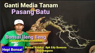 Download lagu Ganti Media Tanam Pasang Batu Bonsai Ileng Ileng(phyllantus Reticuatus Poir) mp3 Download lagu Ganti Media Tanam Pasang Batu Bonsai Ileng Ileng(phyllantus Reticuatus Poir) mp3