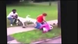 worst animal attacks:this a realy bad dog