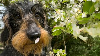 Cute dachshund loves his garden friends ❤️ #TeddyTheDachshund