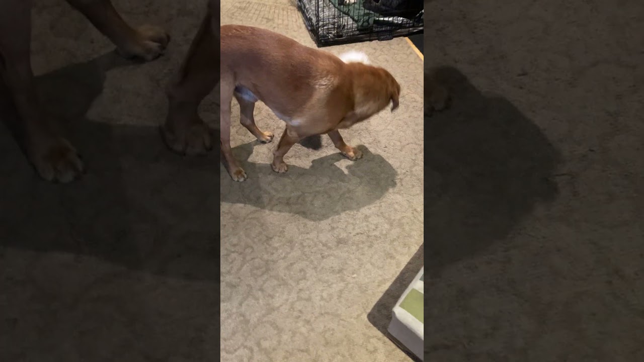 Tilly, an adopted mixed breed in North Vancouver, BC video 6/6