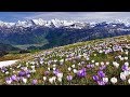 Relaxing Music, Relaxing Meditation Music "Flower Canyon" by Tim Janis