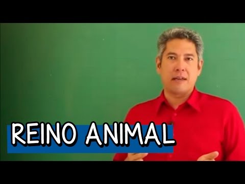 Poríferos, Cnidários e Platelmintos - Resumo para o ENEM: Biologia | Descomplica