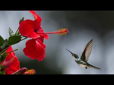 KALIKE | Official Video | JOSS JAFFE | KARNAMRITA DASI