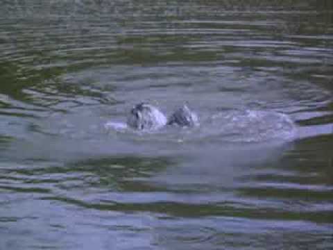 Dukes of Hazzard - "Ghost of the General Lee" Roscoe Sad Scene 1