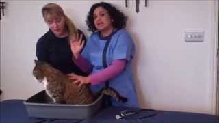 Integrated Health for Cats with Cardiomyopathy