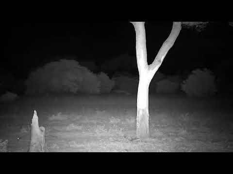 Djuma: Impala rams, then Hyena walks out behind them on Open Area - 00:38 - 11/21/2022